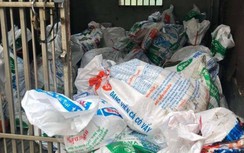 Rợn người xe khách chở 1,6 tấn lợn sữa, nội tạng thối vào TP.HCM để nấu ăn