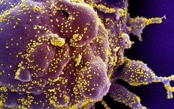 Giới khoa học công bố bằng chứng chắc chắn về biến thể lai Delta-Omicron