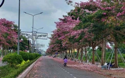 Mê mẩn đường hoa kèn hồng độc đáo ở Sóc Trăng khoe sắc rực rỡ