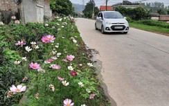 Những tuyến đường hoa đẹp nên thơ ở vùng đất Mỏ