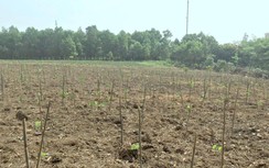 Cách nào xử lý "thao túng" thị trường bất động sản?