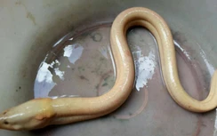 Lão nông Cà Mau sở hữu con lươn "bạch tạng" cực hiếm