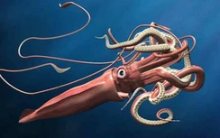 Video cận cảnh loài mực khổng lồ hiếm gặp vừa trôi dạt vào bờ