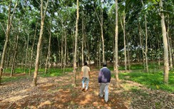 Công ty trồng cao su bịt đường đi, người dân khổ sở suốt 10 năm