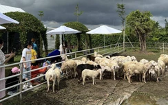 Về Bạc Liêu, đi cà phê trang trại cừu ngắm cối xay gió, lạc vào xứ mộng mơ