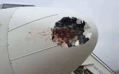 "Lo" chim va tàu bay, hàng không yêu cầu bổ sung gấp thiết bị đuổi chim