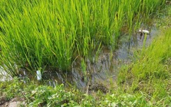 Hải Dương: Người đàn ông dùng điện bẫy chuột gây chết người