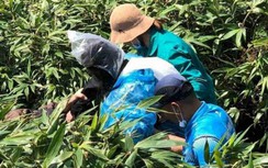 Người cứu nạn nhân rơi vực Yên Tử: "Tôi tin bác ấy ngã xuống vực đã 7 ngày"