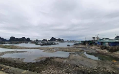 Chợ cá gây ô nhiễm, uy hiếp nơi neo, đậu tàu thuyền trên biển Quảng Ninh