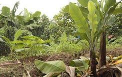 Cẩn trọng khi "ôm" đất khai hoang không giấy tờ ven sông Hồng