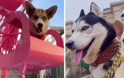 Chi hơn 1,2 tỷ đồng xây biệt thự cho cún cưng