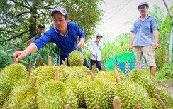 Trái cây miền Tây vào mùa lại “rớt giá, dội chợ”, sầu riêng 40.000/kg vẫn ế