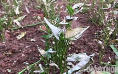 Chủ tịch Lào Cai yêu cầu làm rõ vụ cây trồng khô xác, không khí có mùi lạ