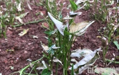 Lào Cai: Không khí có mùi lạ, người ngất, cây héo khô do nhà máy thải axit