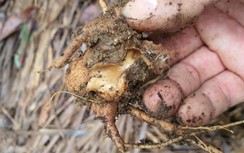 Người dân Kon Tum “khóc ròng" vì mưa đá, sâu bọ hại sâm Ngọc Linh