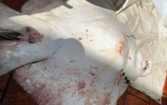 Con cá đuối "khủng" hơn 100 kg sẽ được bán với giá gần 50 triệu