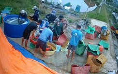 Làm rõ vụ trộm tôm được camera an ninh ghi lại ở Bạc Liêu