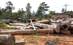 Khởi tố 7 cán bộ Lâm Đồng vì để người khác khai thác lâm sản trái phép