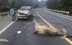Xe đâm phải trâu bò trên quốc lộ, ai phải bồi thường?