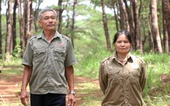 Hơn 30 năm giữ rừng thông ba lá như báu vật