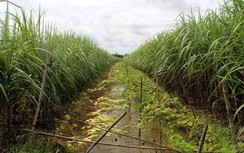 Hậu Giang dời thời điểm tổ chức Hội nghị Xúc tiến đầu tư 2022