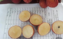 Vải thiều Lục Ngạn không hạt gây tò mò, được săn lùng với giá 200 nghìn/kg