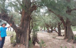 Chuyện dân làng biển giữ rừng phi lao như báu vật