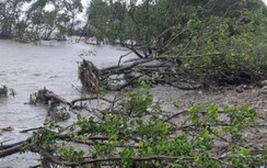 Triều cường dâng cao đe dọa đê biển Tây ở Cà Mau