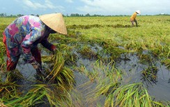 Nông dân "khóc ròng" vì... mưa dông kéo dài