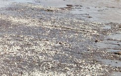 Nghêu chết hàng loạt ở Bạc Liêu: Hơn 500 xã viên sẽ được hỗ trợ?