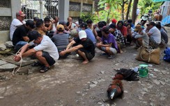 Cận cảnh trường gà hoạt động bất chấp mưa dông