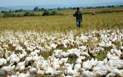 Đối diện án tù vì… đập chết vịt phá lúa