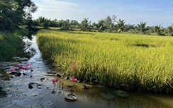 Cà Mau phê duyệt giá đất bồi thường, cao nhất 520.000 đồng/m²