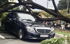 3 ô tô bị cây xanh đổ đè hư hỏng sau mưa giông ở TP.HCM