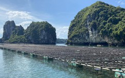 Bất an sai phạm trên vịnh Hạ Long: Lồng bè giăng kín lối, tai nạn rình rập