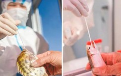 Một quận của Trung Quốc xét nghiệm Covid-19 cho cả... cá