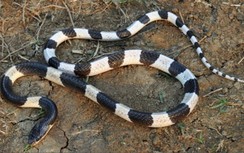 Cứu sống bé trai 13 tuổi nguy kịch do bị rắn cặp nia cực độc cắn