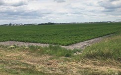 Nghị sĩ Mỹ tung dự luật ngăn doanh nghiệp Trung Quốc đầu tư vào nông nghiệp