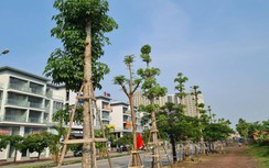 Hải Phòng trồng hàng loạt cây gạo trên nhiều đường phố, chuyên gia nói gì?