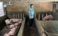 Vì sao hàng trăm con lợn bị chết do tiêm vaccine dịch tả Châu Phi?