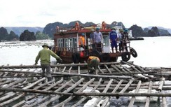 Vì sao 4 cán bộ trật tự đô thị và môi trường Cẩm Phả bị đình chỉ công tác?