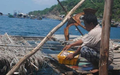 Cà Mau: Xác định nguyên nhân cá bớp nuôi lồng bè ở Hòn Chuối chết hàng loạt