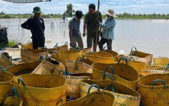Vì sao giá tôm ở miền Tây đột ngột tăng mạnh?