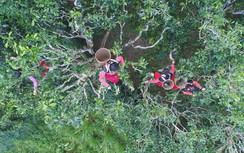 Từ cây chè cổ thụ rừng già đến bàn trà người Việt