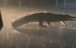 Lái xe giữa đêm mưa tối, hốt hoảng gặp cá sấu dài 2,4m giữa đường