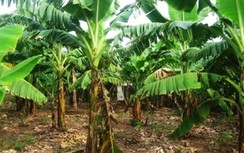 Thi thể cụ bà 95 tuổi chôn bất thường trong vườn nhà người con trai