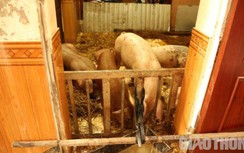 Lũ ở Nghệ An lên nhanh, hàng trăm con gà chết chìm, đồ đạc ngâm nước