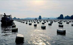 4 cán bộ kiểm tra trật tự đô thị và môi trường TP Cẩm Phả bị khai trừ Đảng