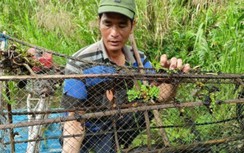 Săn cá lóc ở rừng U Minh