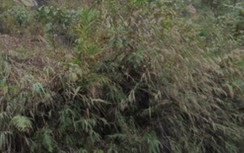 Đi rừng bắt ong, tá hỏa phát hiện thi thể phân hủy trong bụi cây